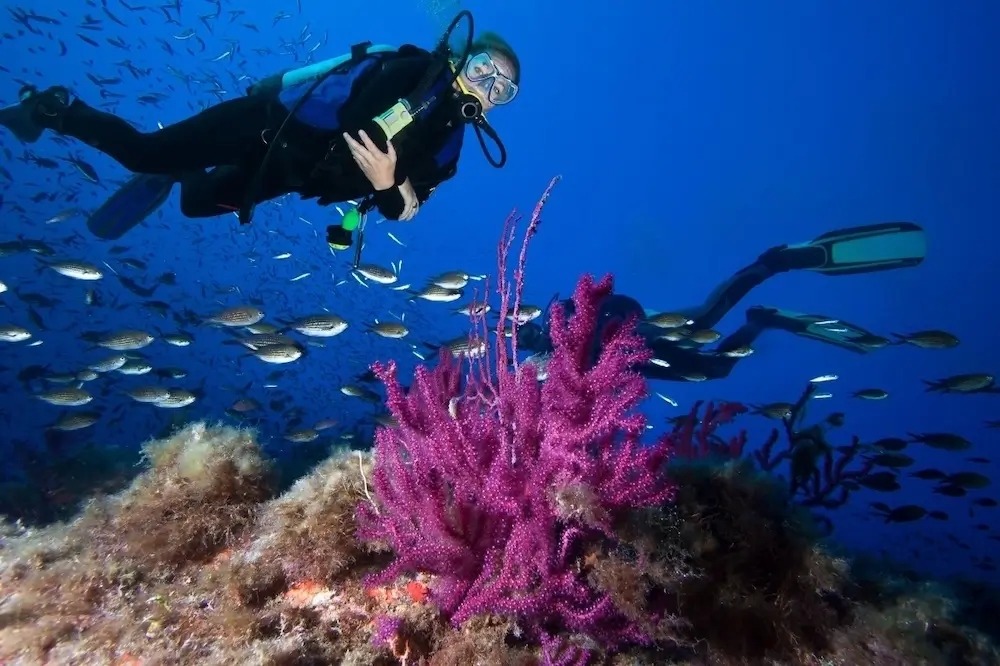 The Best Diving Spots For A Yacht Holiday Between Corsica And Sardinia 3